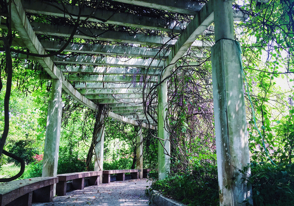 573.紫藤挂云木,花蔓宜阳春(外教小花园 (2)